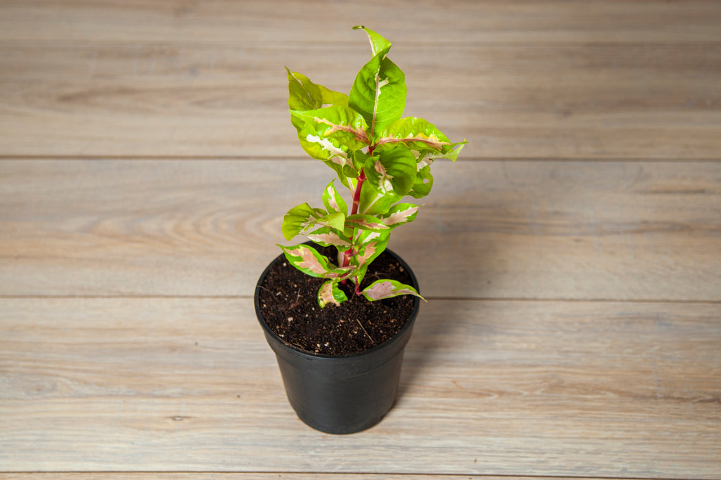 Eranthemum bicolor