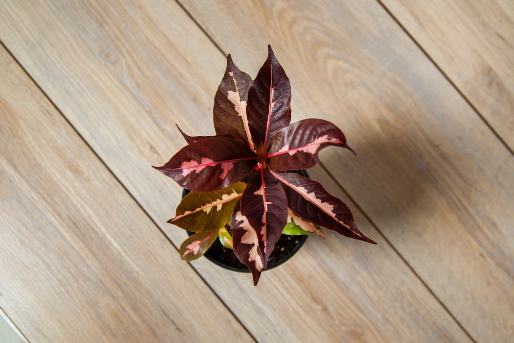Graptophyllum pictum Chocolate / Caricature Plant
