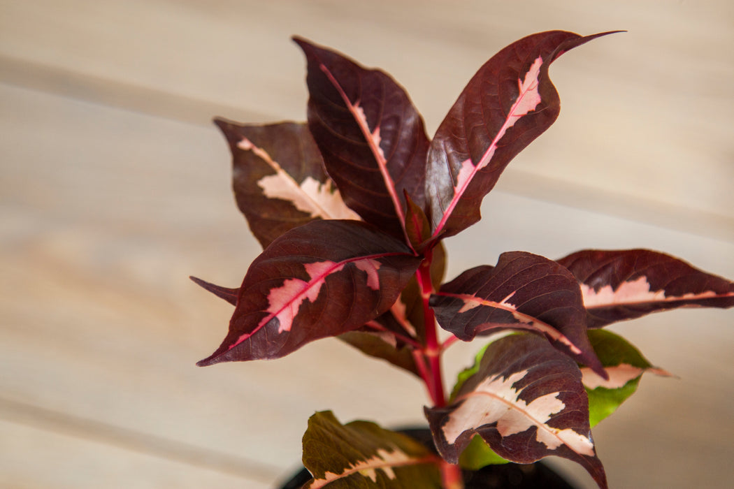 Graptophyllum pictum Chocolate / Caricature Plant