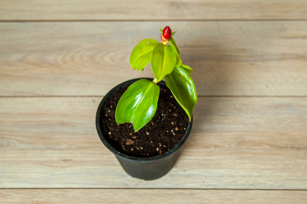 Costus spicatus / Indian Head ginger