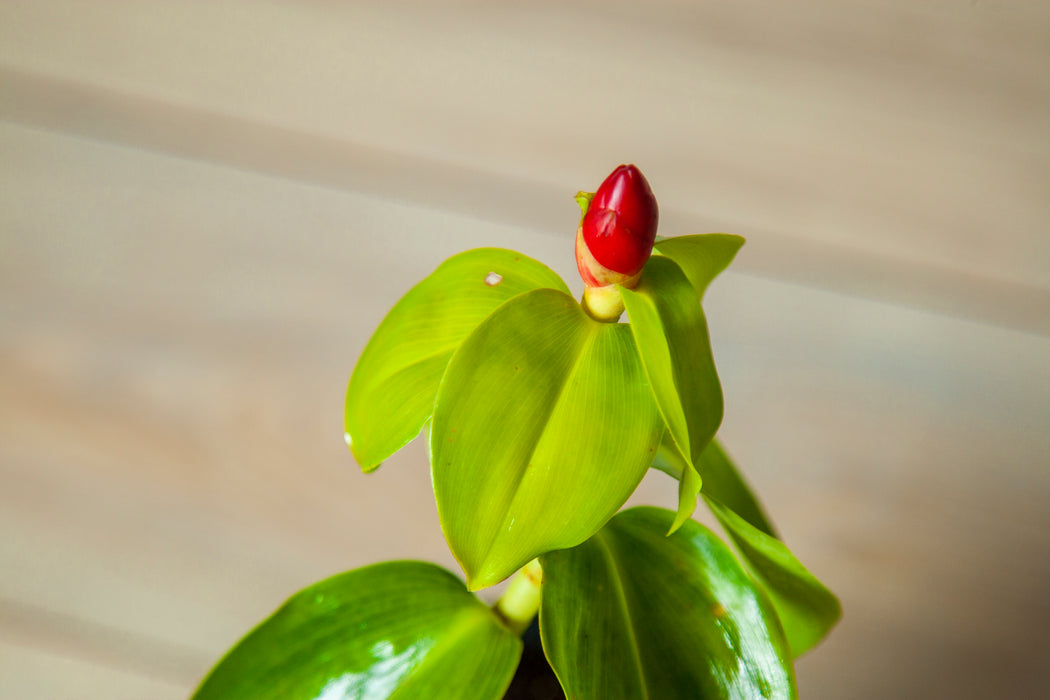 Costus spicatus / Indian Head ginger