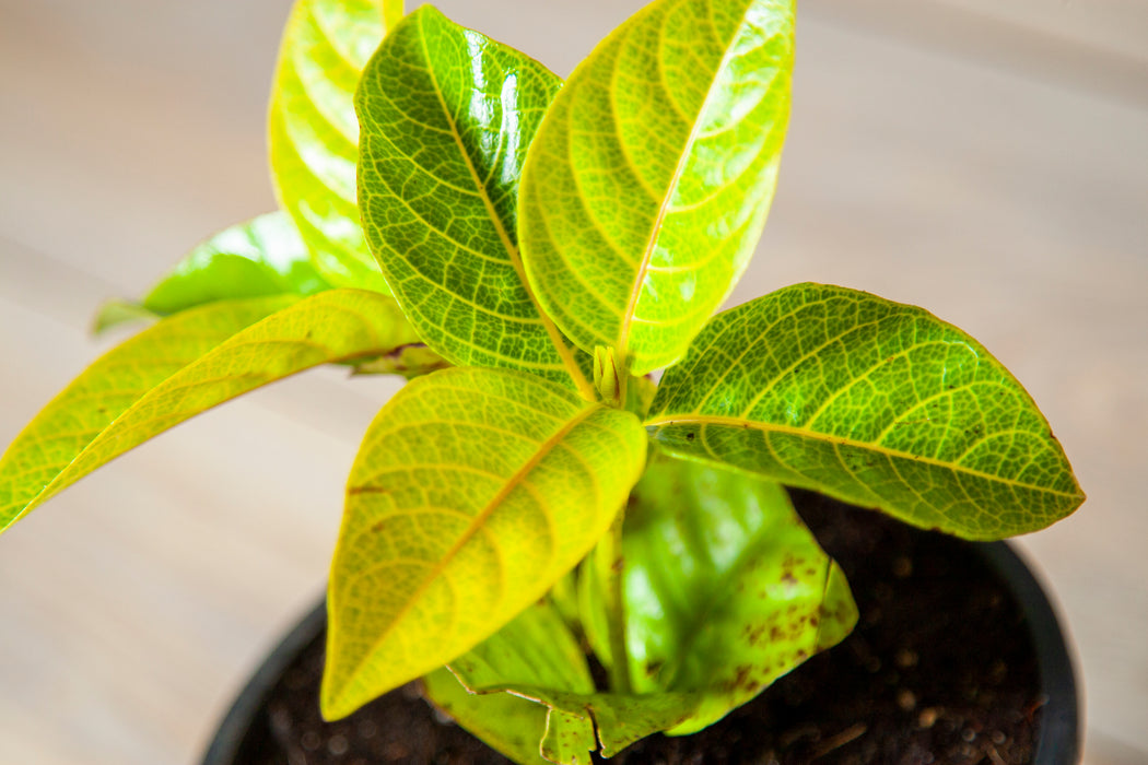 Golden eranthemum / Golden Pseuderanthemum