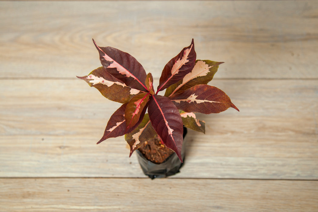 Graptophyllum pictum Chocolate / Caricature Plant