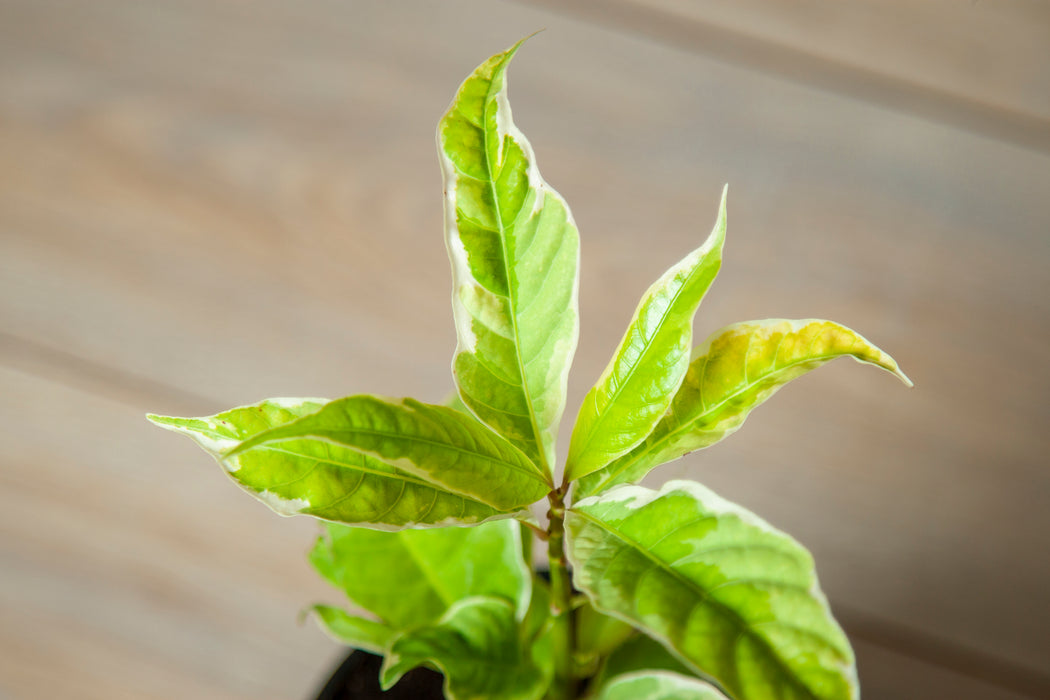 Eranthemum Variegated