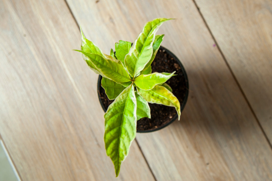 Eranthemum Variegated