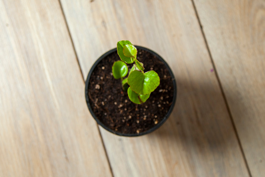 Veldt grape | hadjod |Cissus quadrangularis
