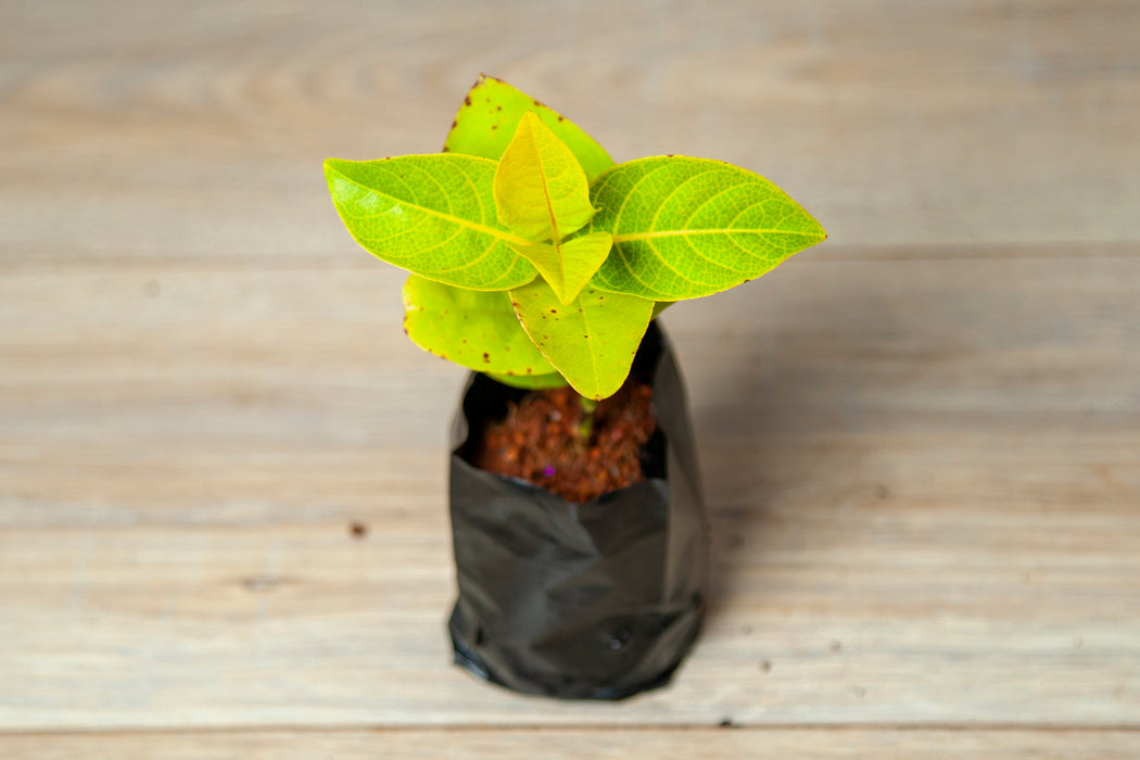 Golden eranthemum / Golden Pseuderanthemum