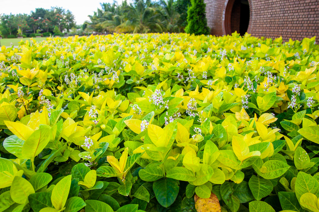 Golden eranthemum / Golden Pseuderanthemum