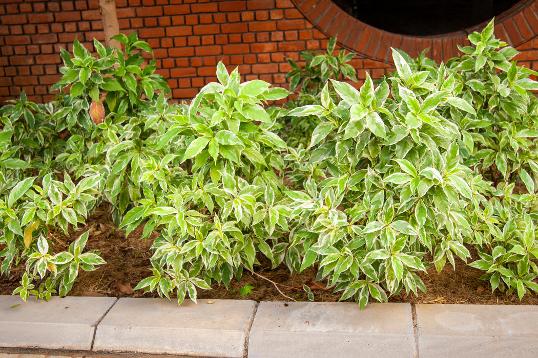 Eranthemum Variegated