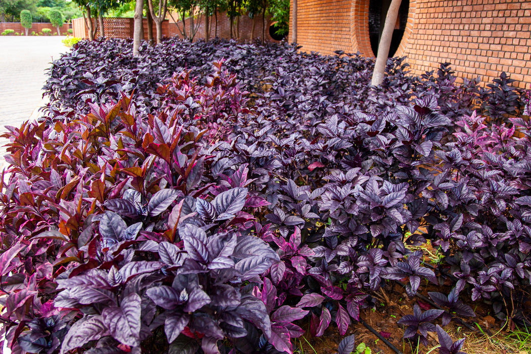 Eranthimum  Black Magic