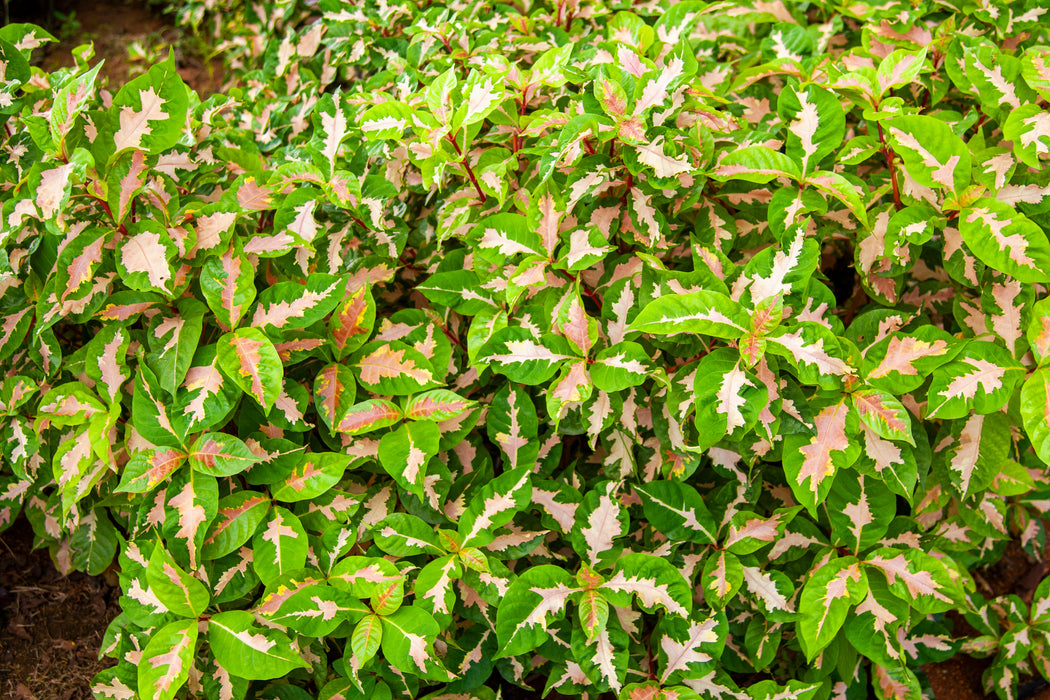 Eranthemum bicolor