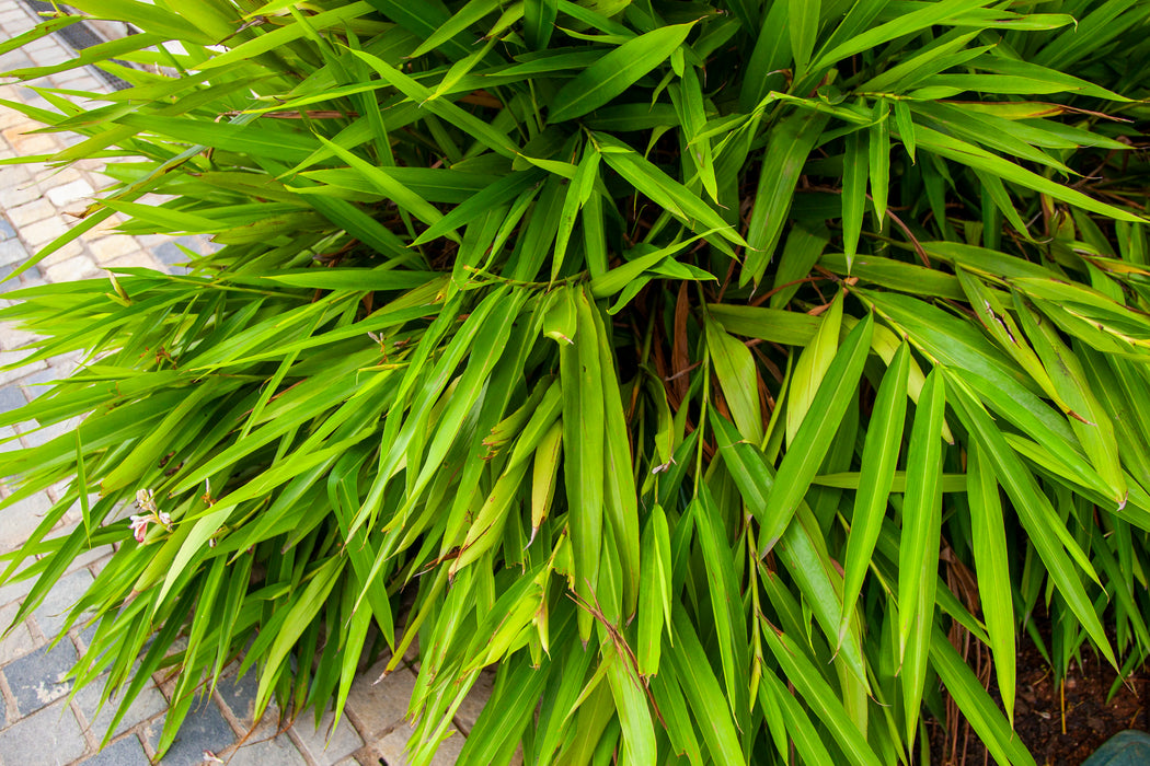 Alpinia officinarum | lesser galangal