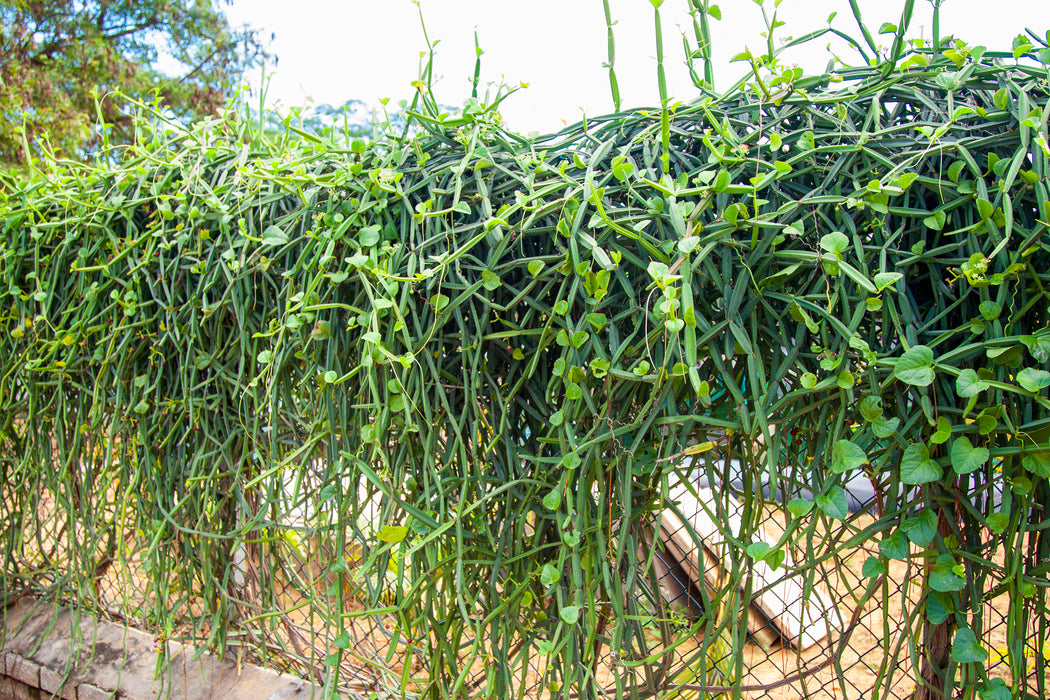Veldt grape | hadjod |Cissus quadrangularis