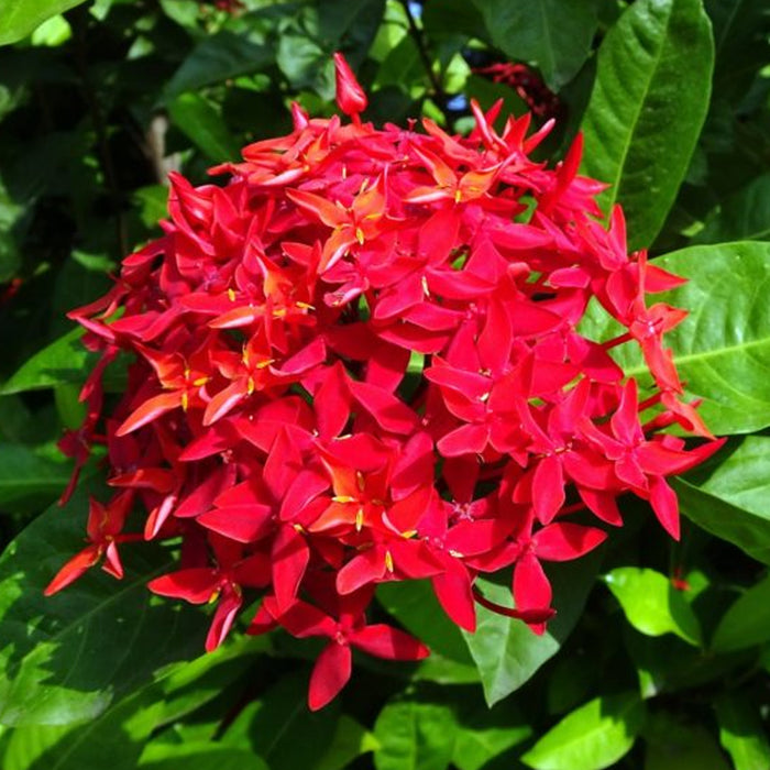Ixora hybrid PINK