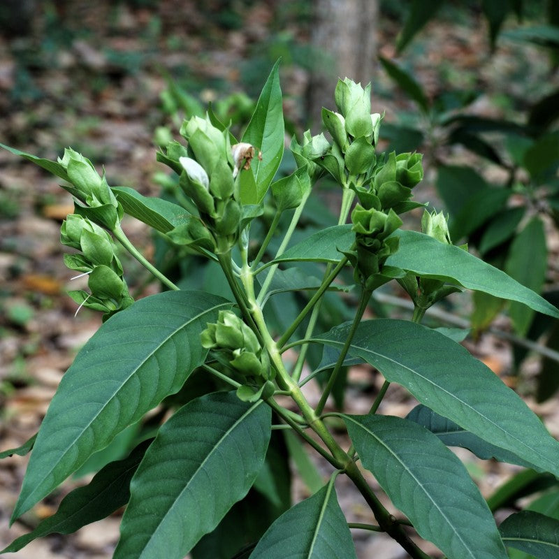 Medicinal Trees