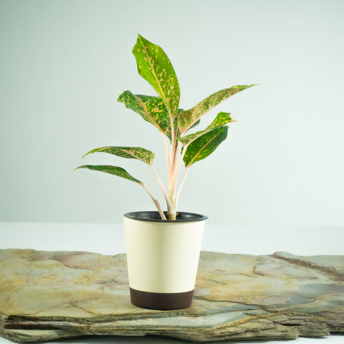 Aglaonema Thai Pink Beauty