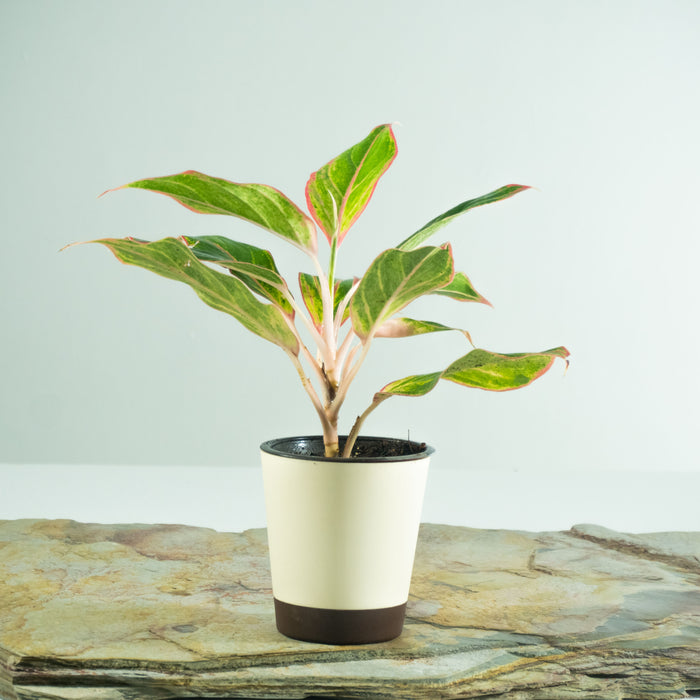 Aglaonema ‘Red Valentine’