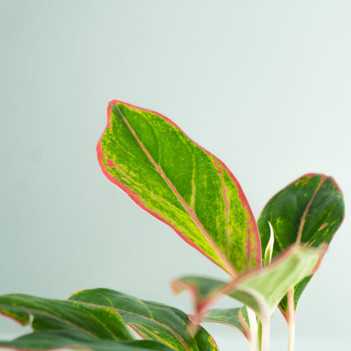 Aglaonema ‘Red Valentine’