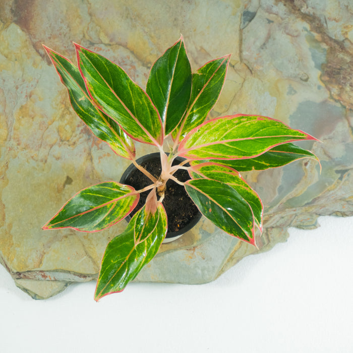 Aglaonema ‘Red Valentine’