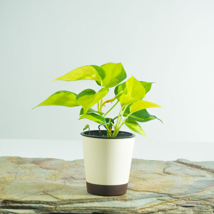 Philodendron Brazil Golden