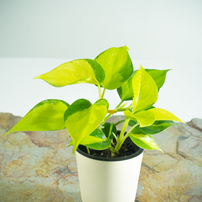 Philodendron Brasil