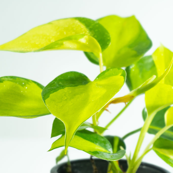 Philodendron Brasil