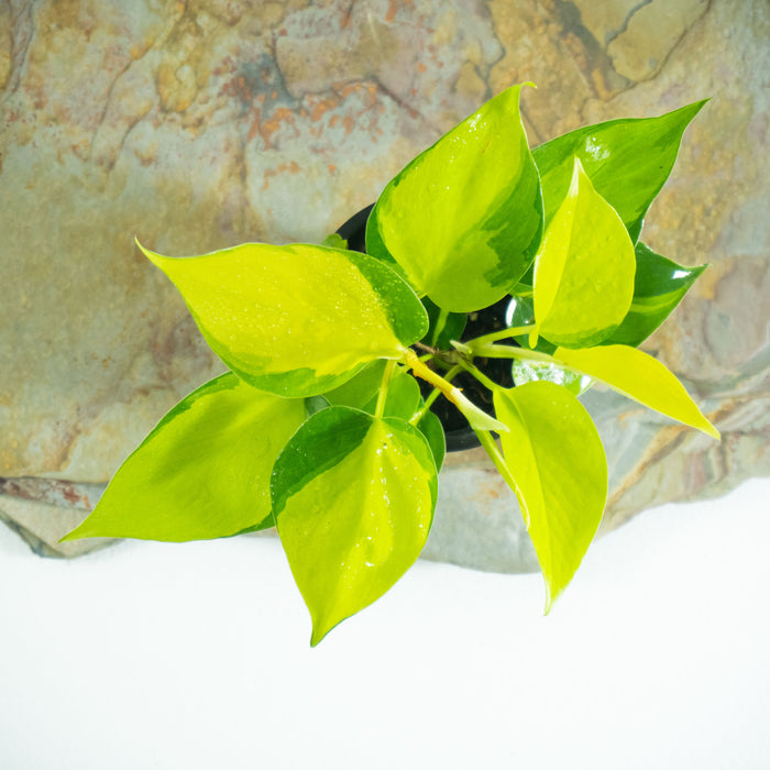 Philodendron Brasil