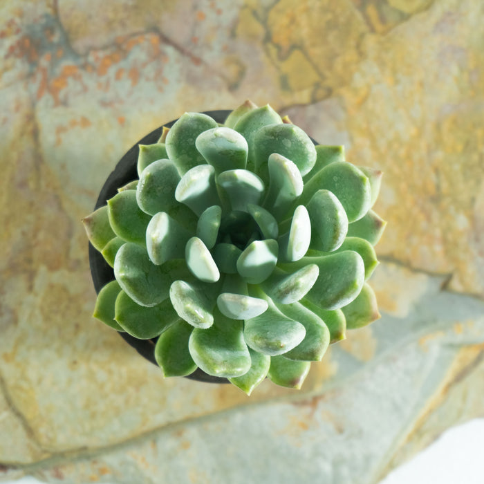 Echeveria elegans 'Blue prince'