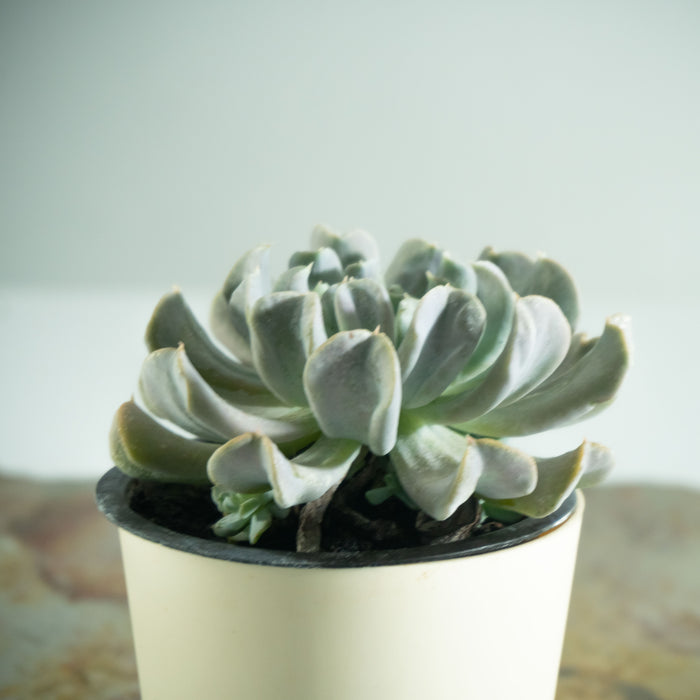 Echeveria runyonii 'Topsy - Turvy'