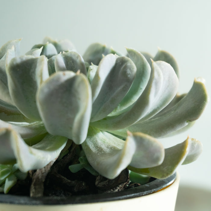 Echeveria runyonii 'Topsy - Turvy'