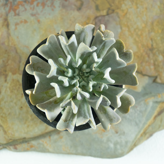 Echeveria runyonii 'Topsy - Turvy'