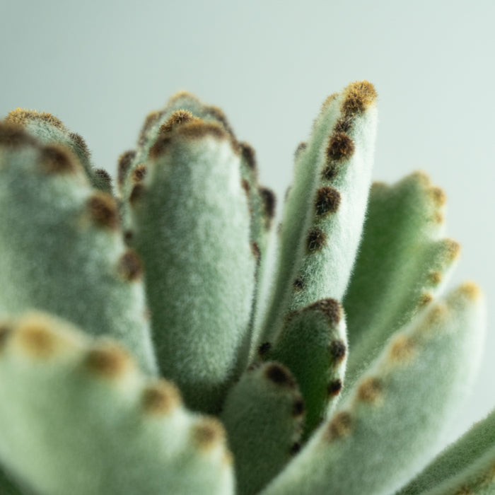 Chocolate soldier | Kalanchoe tomentosa 'Nigra'