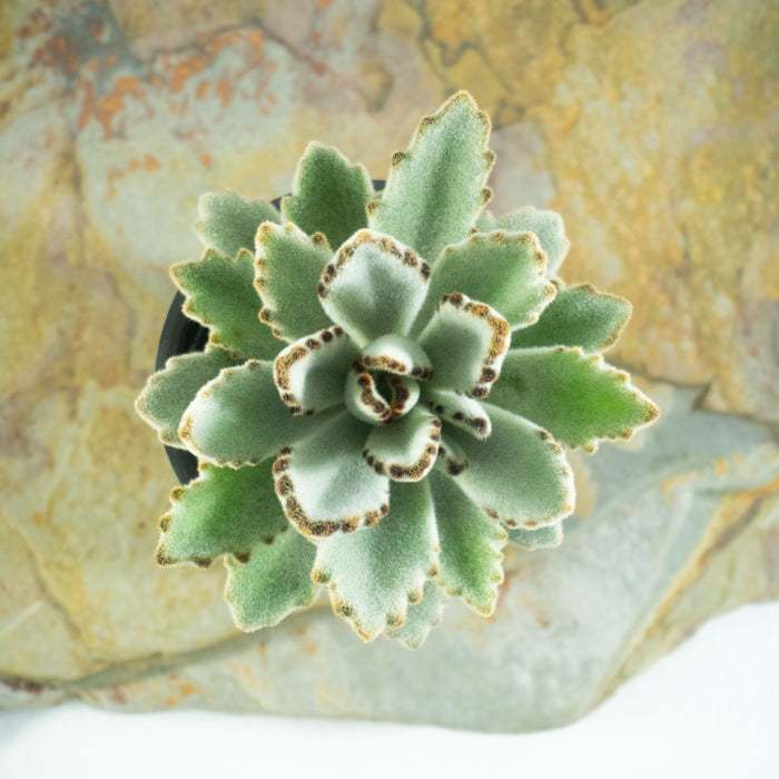 Chocolate soldier | Kalanchoe tomentosa 'Nigra'