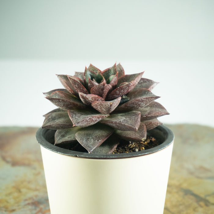 Echeveria chinensis