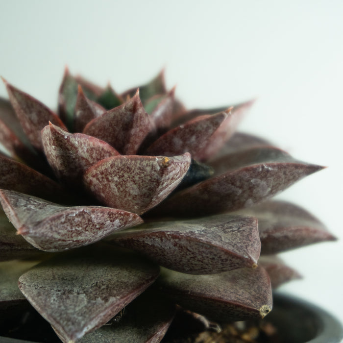 Echeveria chinensis