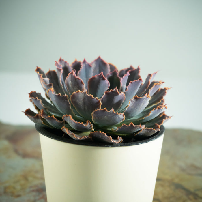 Echeveria shaviana 'Pink Frills'