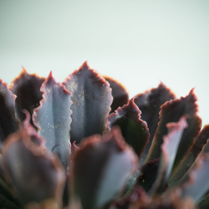 Echeveria shaviana 'Pink Frills'