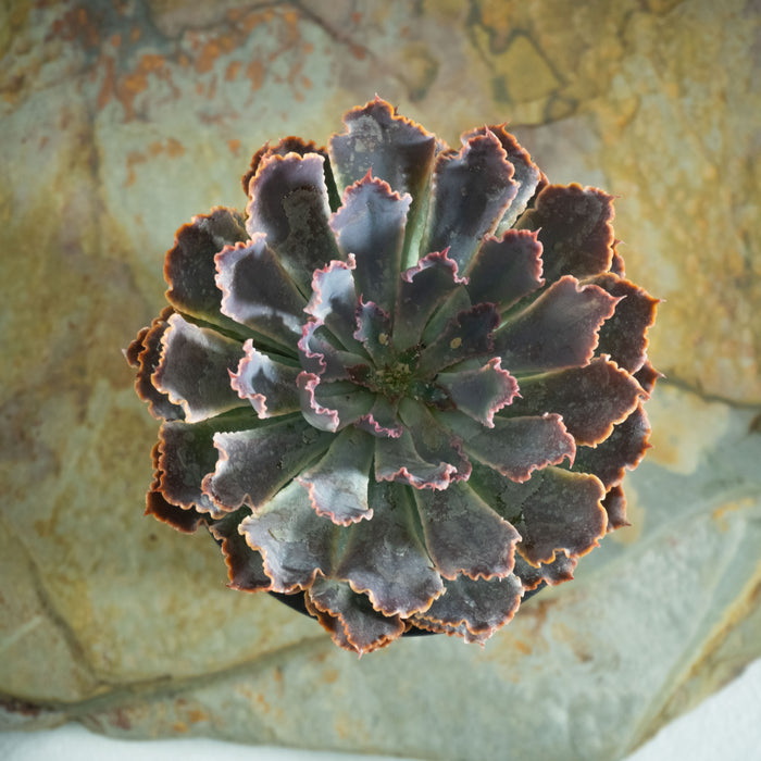 Echeveria shaviana 'Pink Frills'