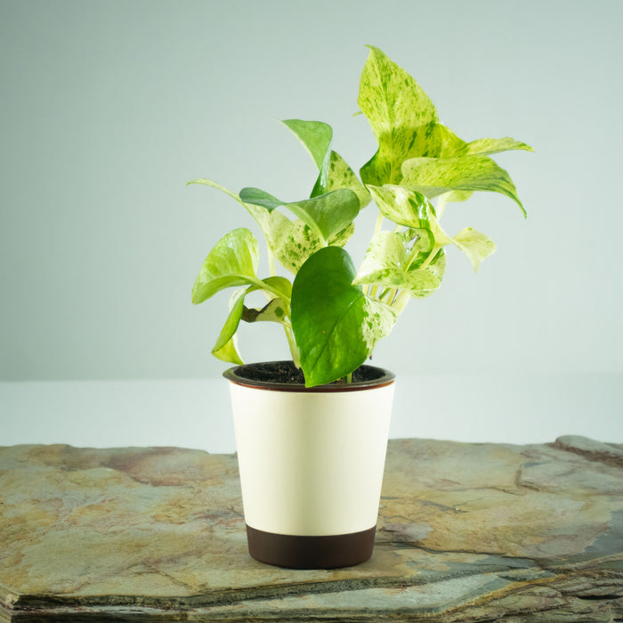 Golden Money plant