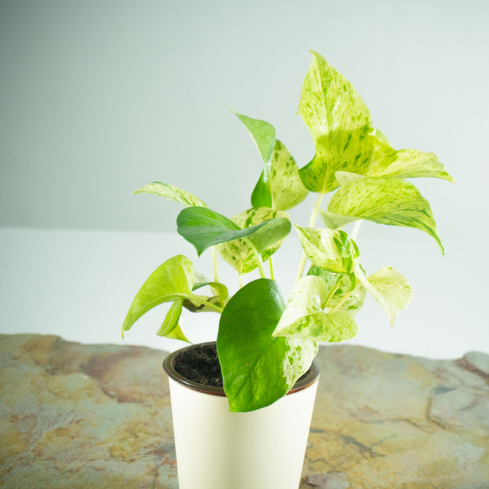 Golden Money plant