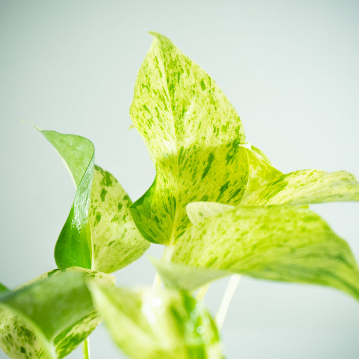 Golden Money plant