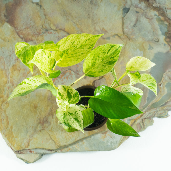 Golden Money plant