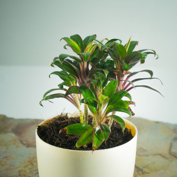 Cordyline Baby Doll