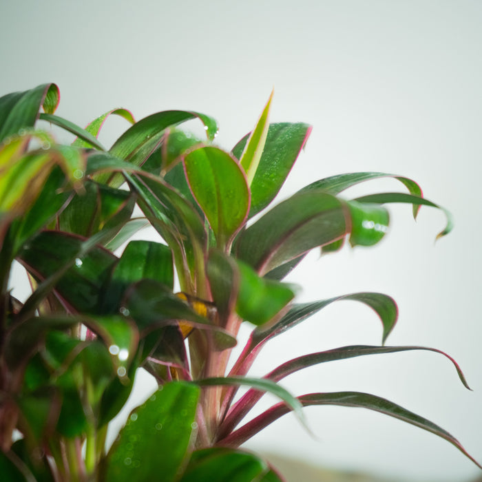 Cordyline Baby Doll