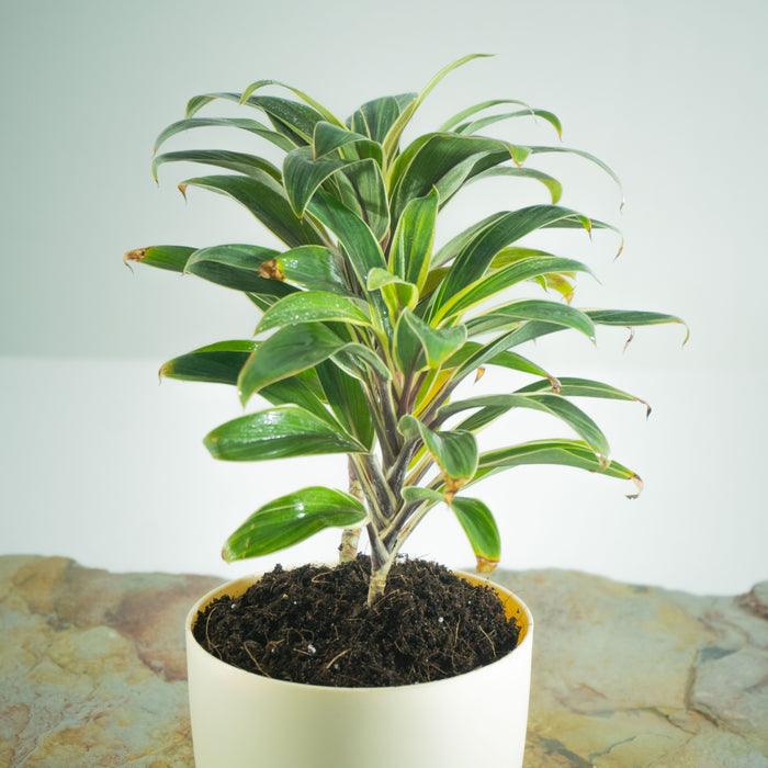 Cordyline Coffee