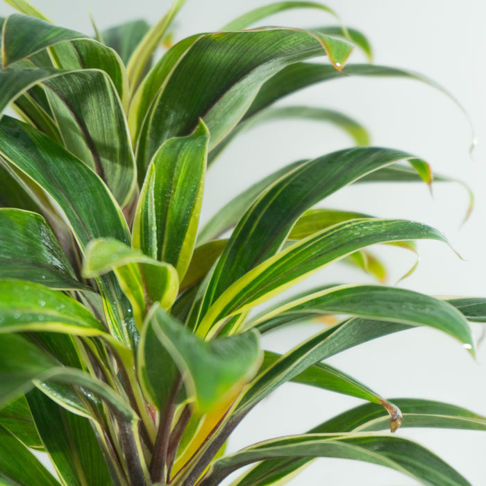 Cordyline Coffee