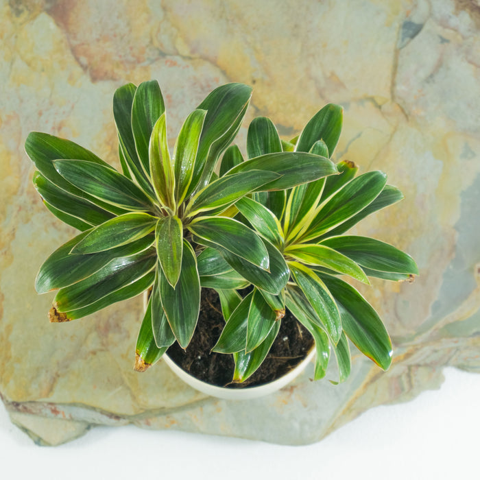 Cordyline Coffee