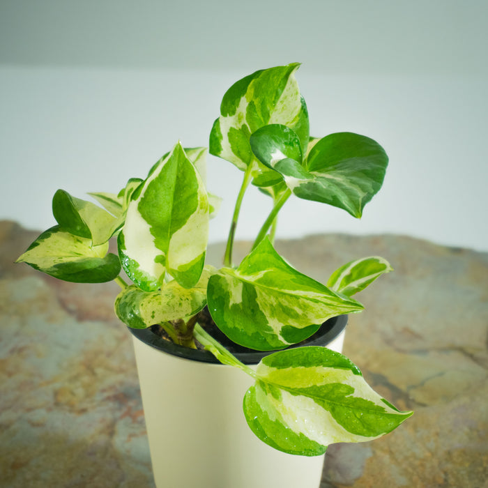 Money plant variegated/Money N' joy