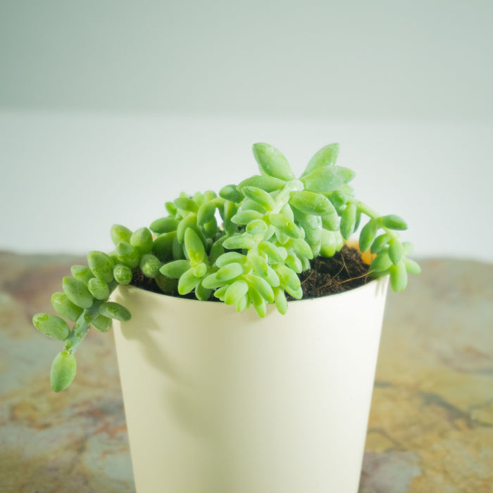 Sedum burrito 'Baby donkey tail' | Sedum morganianum