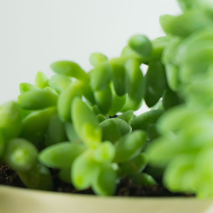 Sedum burrito 'Baby donkey tail' | Sedum morganianum